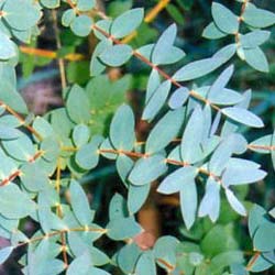 Eucalyptus  petites feuilles